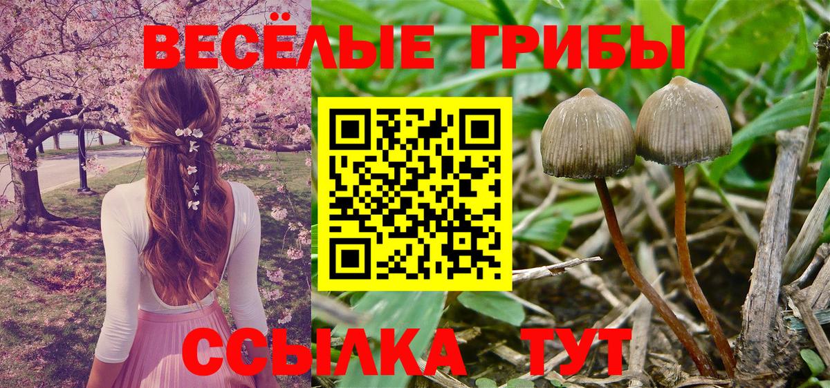 Псилоцибиновые грибы мухоморы Новокубанск